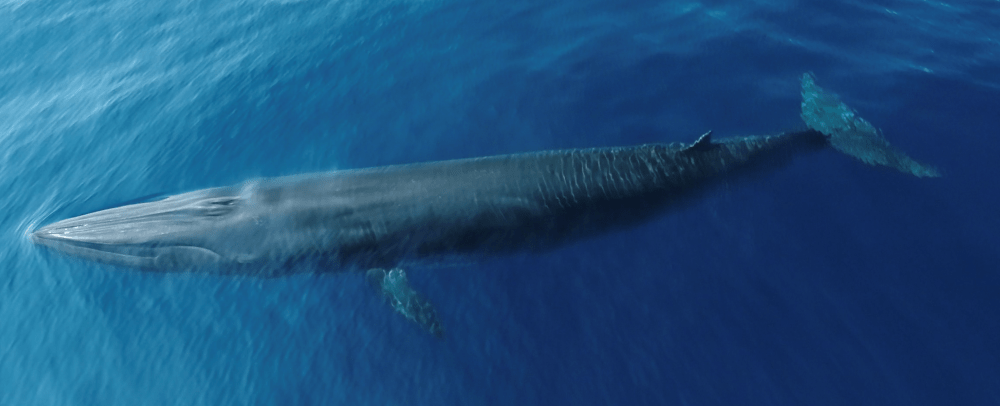 a whale under the ocean’s surface
