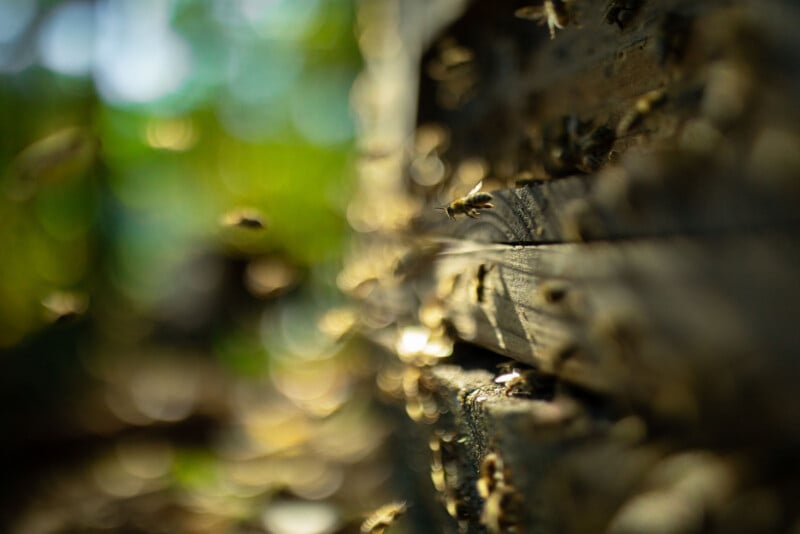 Close-up of a beehive with honey bees flying and crawling on wooden slats. Sunlight creates a vibrant, blurred green and yellow background, giving the image a warm, natural feel.
