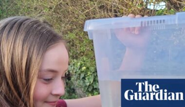 Rare axolotl found under Welsh bridge probably an abandoned pet, say experts | Endangered species