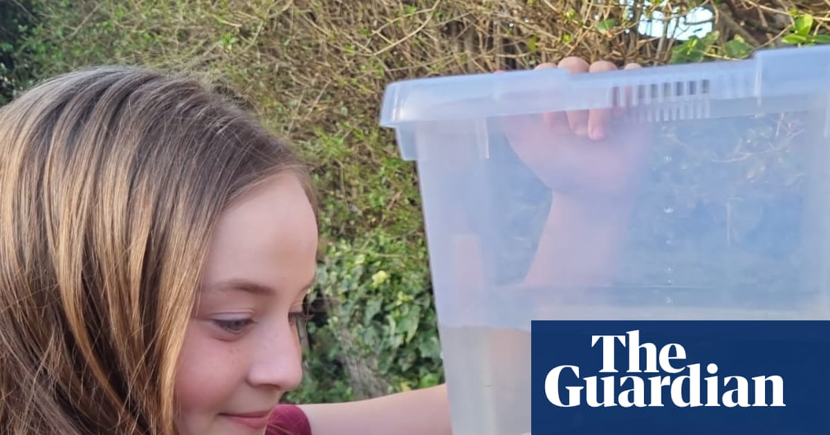 Rare axolotl found under Welsh bridge probably an abandoned pet, say experts | Endangered species
