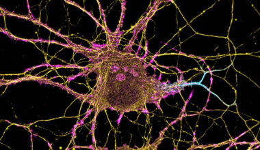 The molecular orchestra of memory
