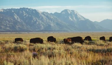 From biodiversity to carbon capture: Saving bison from extinction has brought big benefits to Europe
