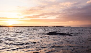 Whale Timmy: Can whale songs still save him? Biologist prepares autopsy