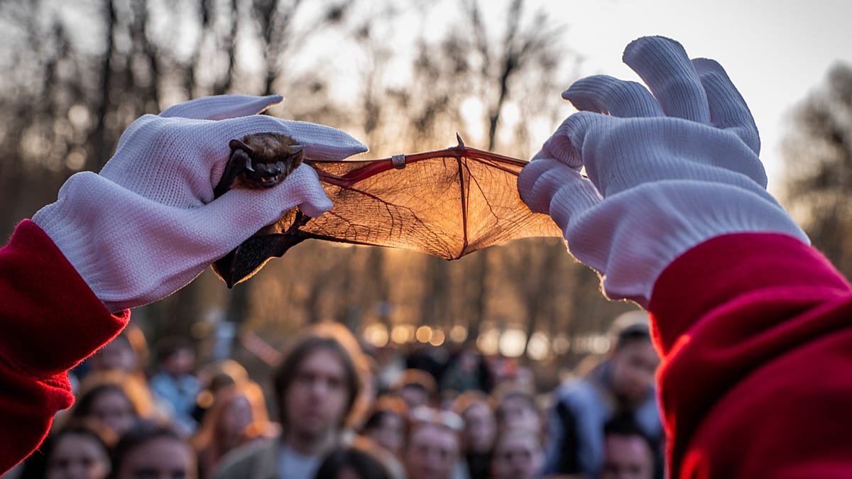 'Life goes on': Ukrainians find relief and joy by releasing endangered bats rescued from the war