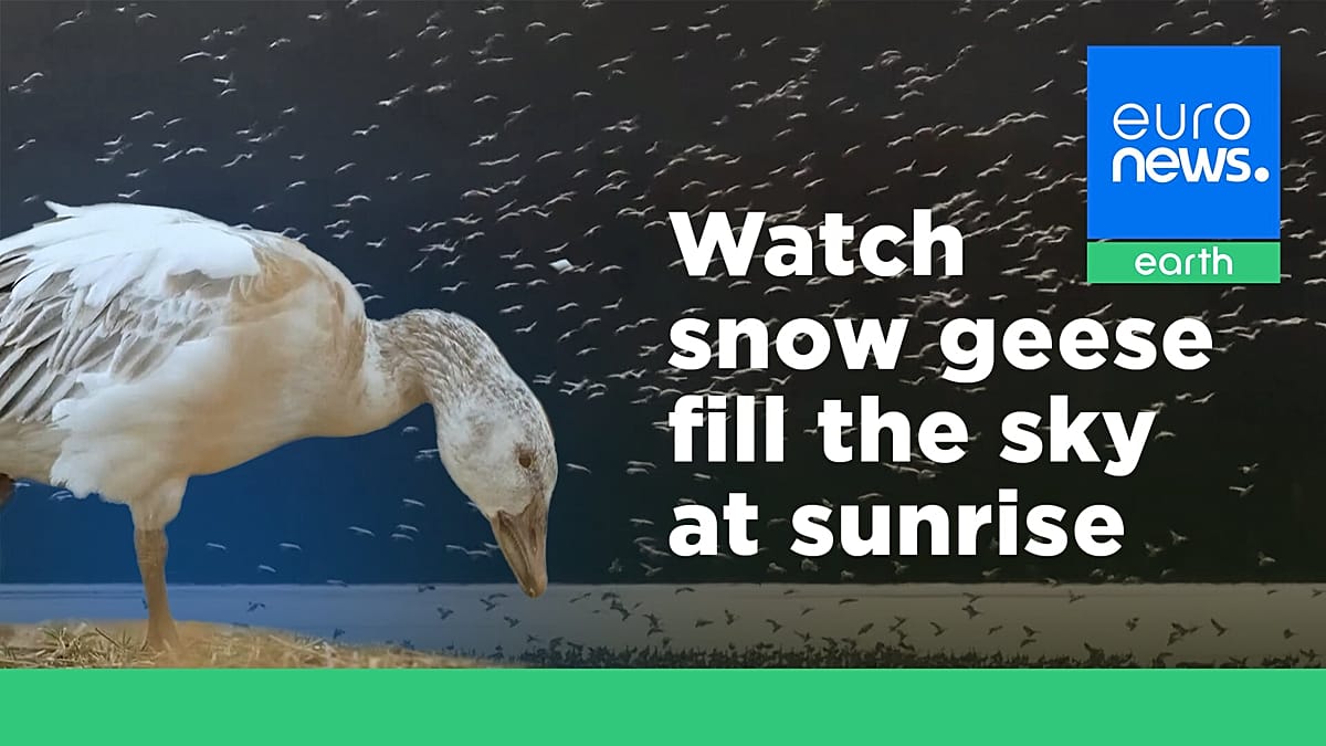 ‘Nature is awesome’: Watch as thousands of snow geese take off for the Arctic at sunrise