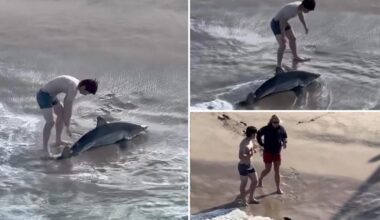 Insane moment fisherman wrangles great white shark off California beach
