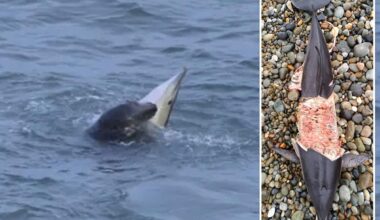 Seal-on-dolphin predation sparks fears humans could be next