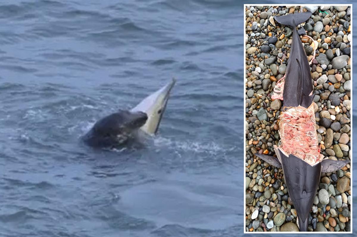 Seal-on-dolphin predation sparks fears humans could be next