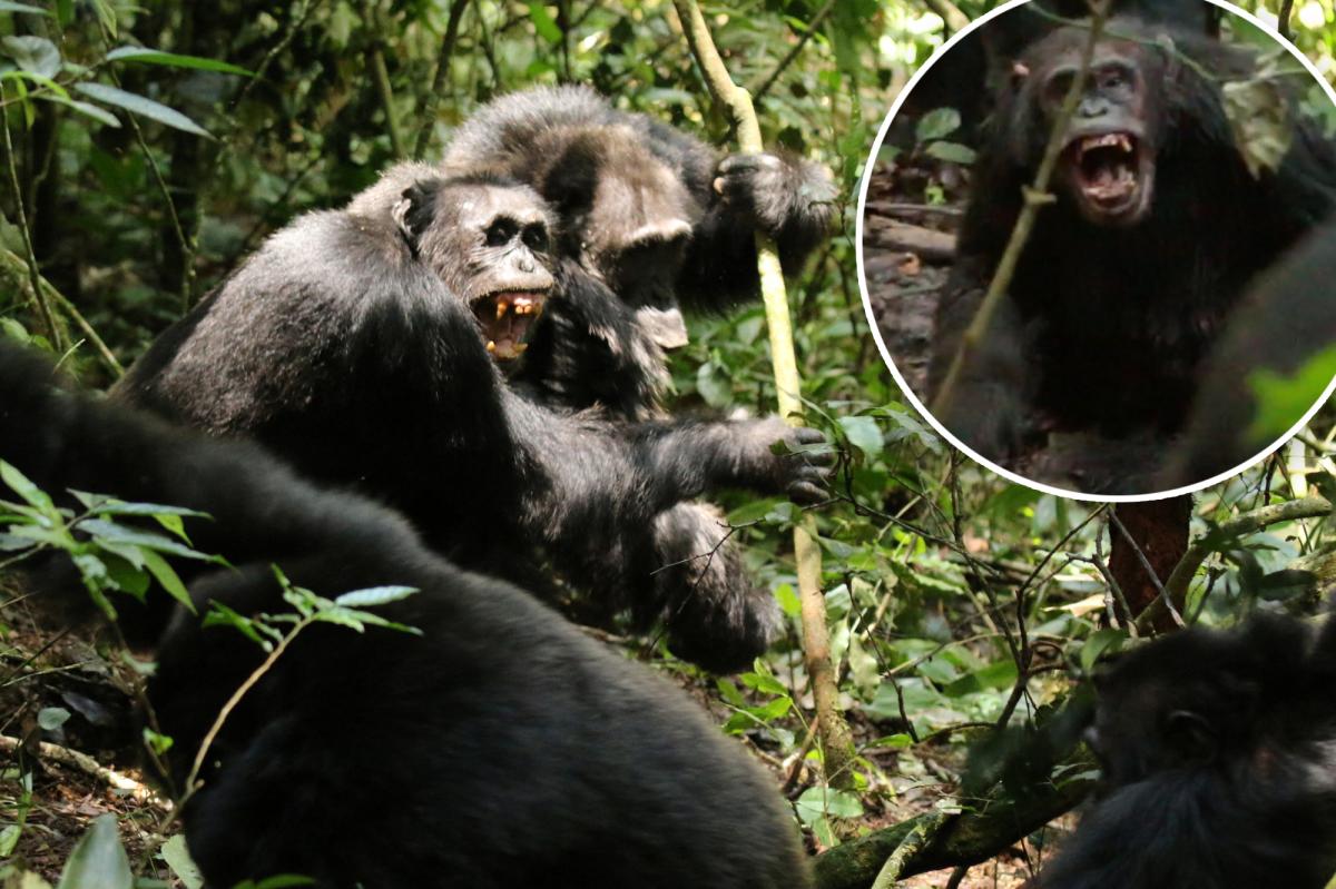 Ugandan chimps in midst of first recorded ape 'civil war'