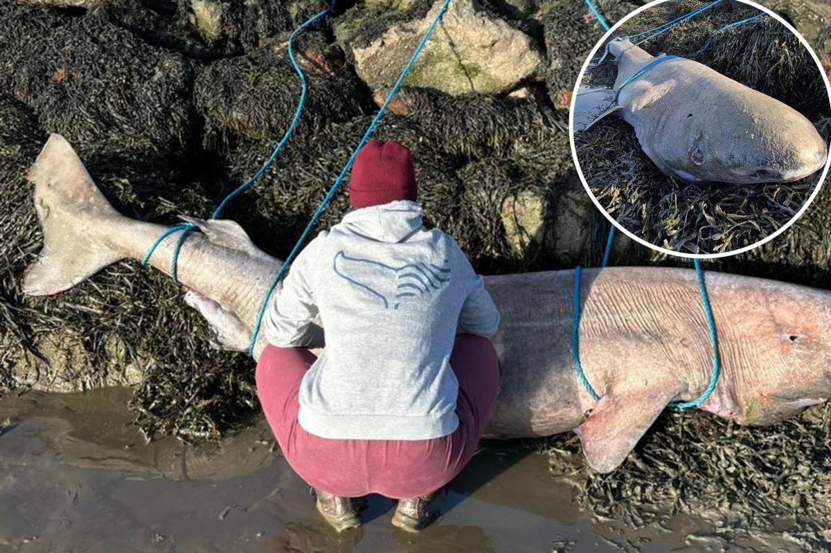 Rare shark that can live for a shocking 500 washes up on beach: