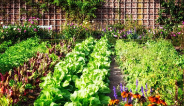Growing Things: When to plant vegetables in Edmonton