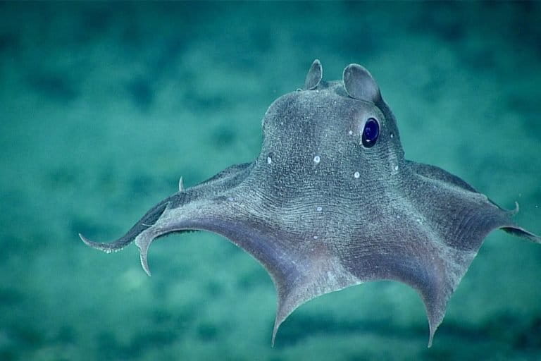 The dumbo octopus is a species only found in the deep sea. Image courtesy of the NOAA Office of Ocean Exploration and Research, 2019 Southeastern U.S. Deep-sea Exploration.