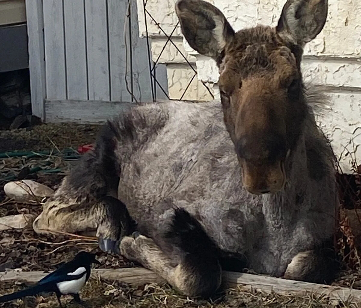 ‘Just chilling’: Large and unexpected guest found lounging in northern Alberta couple’s flowerbed
