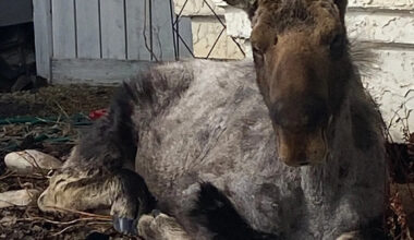 ‘Just chilling’: Large and unexpected guest found lounging in northern Alberta couple’s flowerbed
