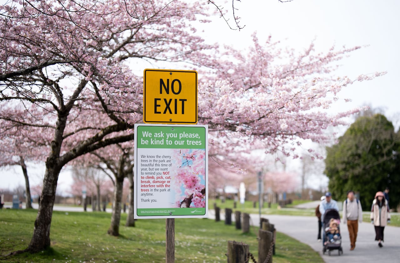 A sign asking people to respect cherry blossom trees is seen among blooming trees, with people on a path alongside it.