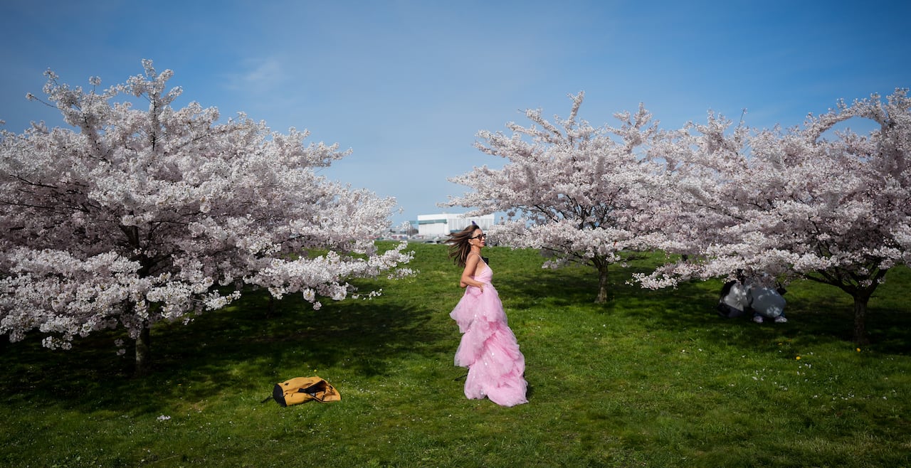 A woman wearing a pink dress takes pictures among cherry blossom trees.