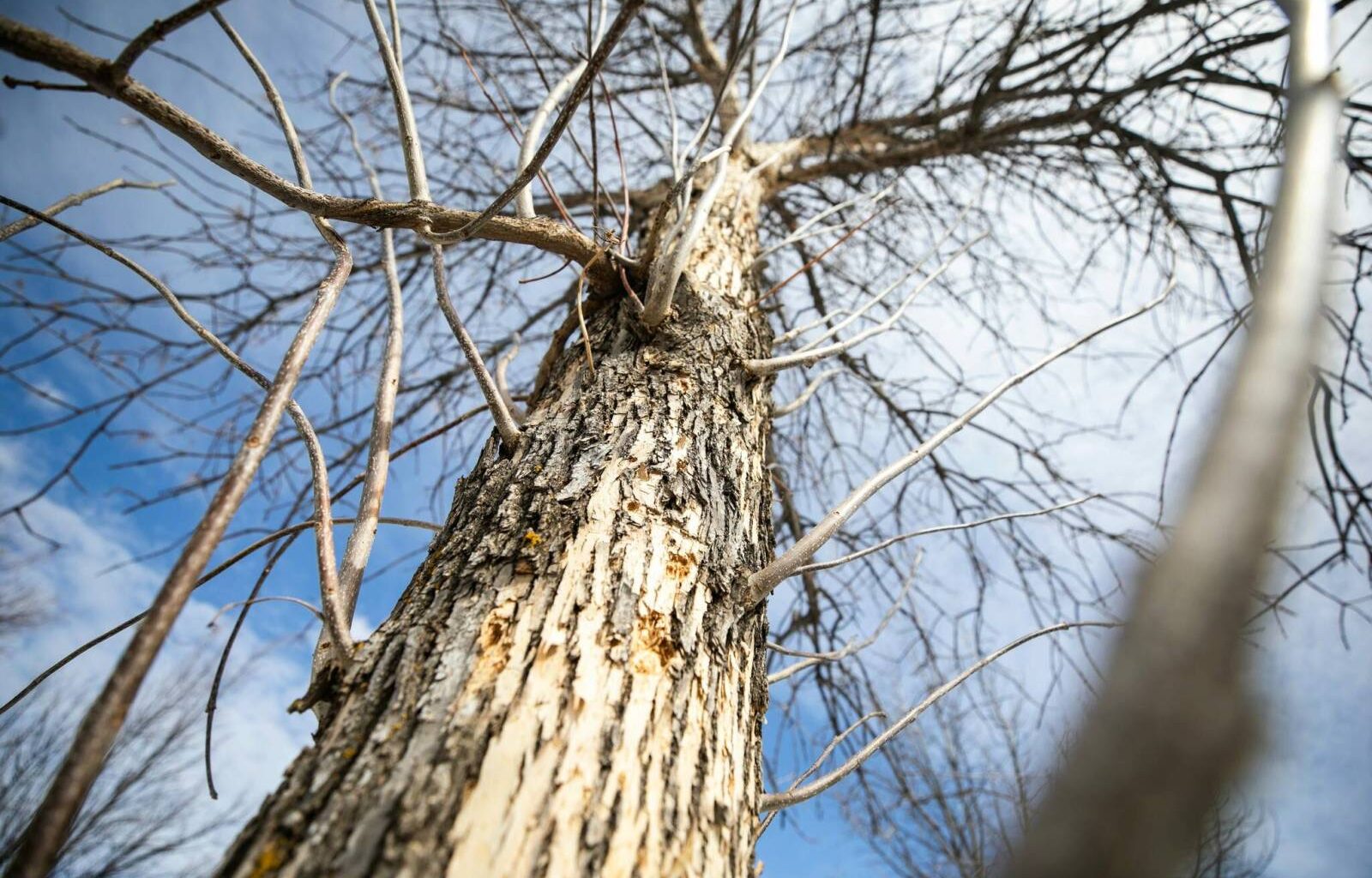 Invasive species on the march, threaten city’s ash, elm trees – Winnipeg Free Press