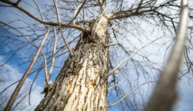 Invasive species on the march, threaten city’s ash, elm trees – Winnipeg Free Press