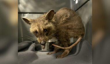 Rescuer Assumes They Saved A Sick 'Opossum' — Then The Truth Surprises Them