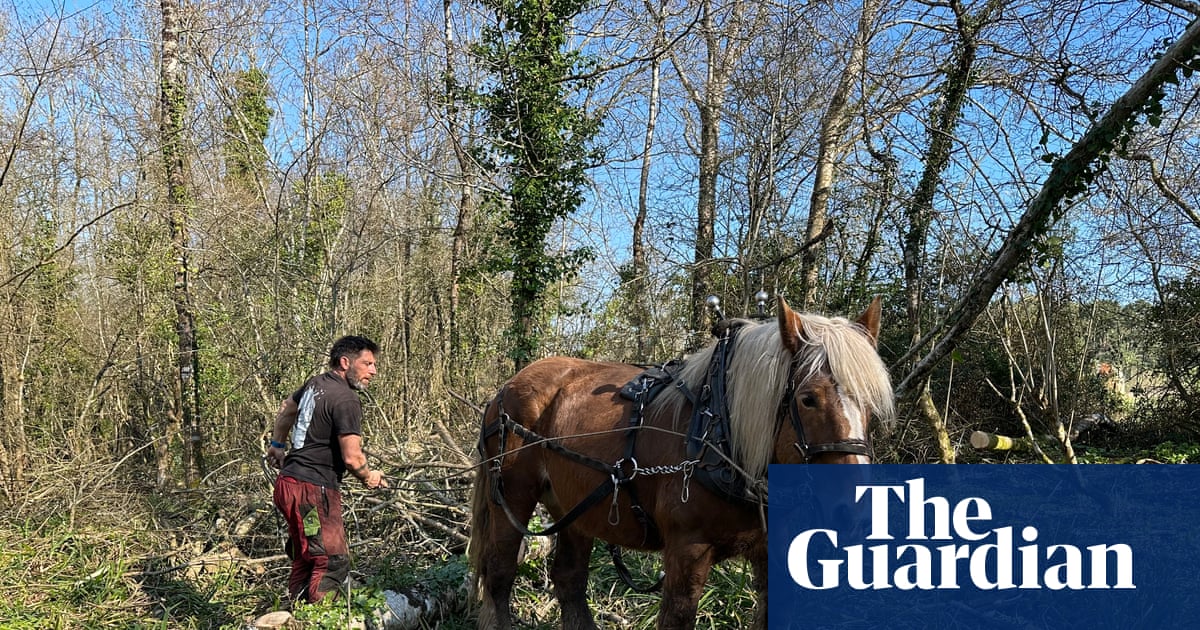 Country diary: This is heavy work for heavy beasts | Environment