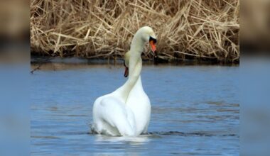 Woman On A Walk Receives An Unexpected And Beautiful Gift From Two Swans