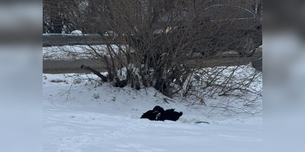 Woman Runs To Help 'Shivering Angels' Cuddled Together In Snowbank