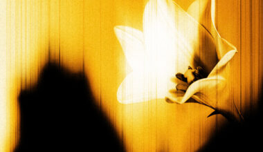 U2 > News > 'U2 - EASTER LILY'