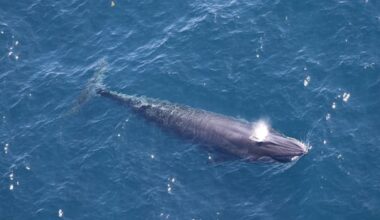 Trump officials exempt drilling in the Gulf of Mexico from endangered species act, putting rare whale at risk