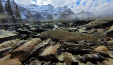 Parks Canada reintroducing at-risk species of fish in Banff National Park