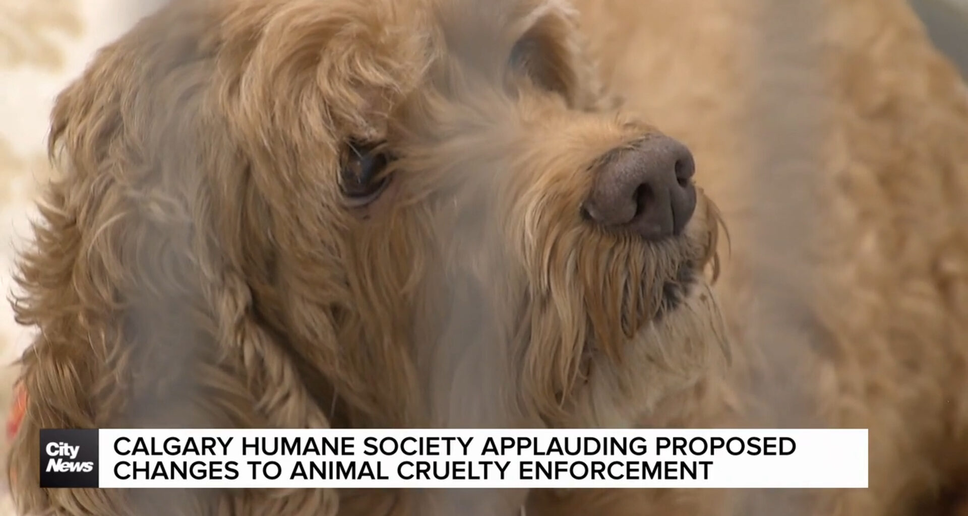 Calgary Humane Society applauds proposed changes to animal cruelty laws