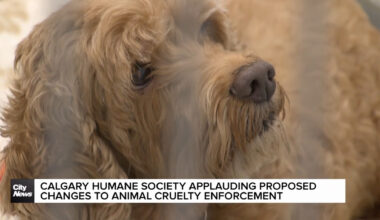 Calgary Humane Society applauds proposed changes to animal cruelty laws