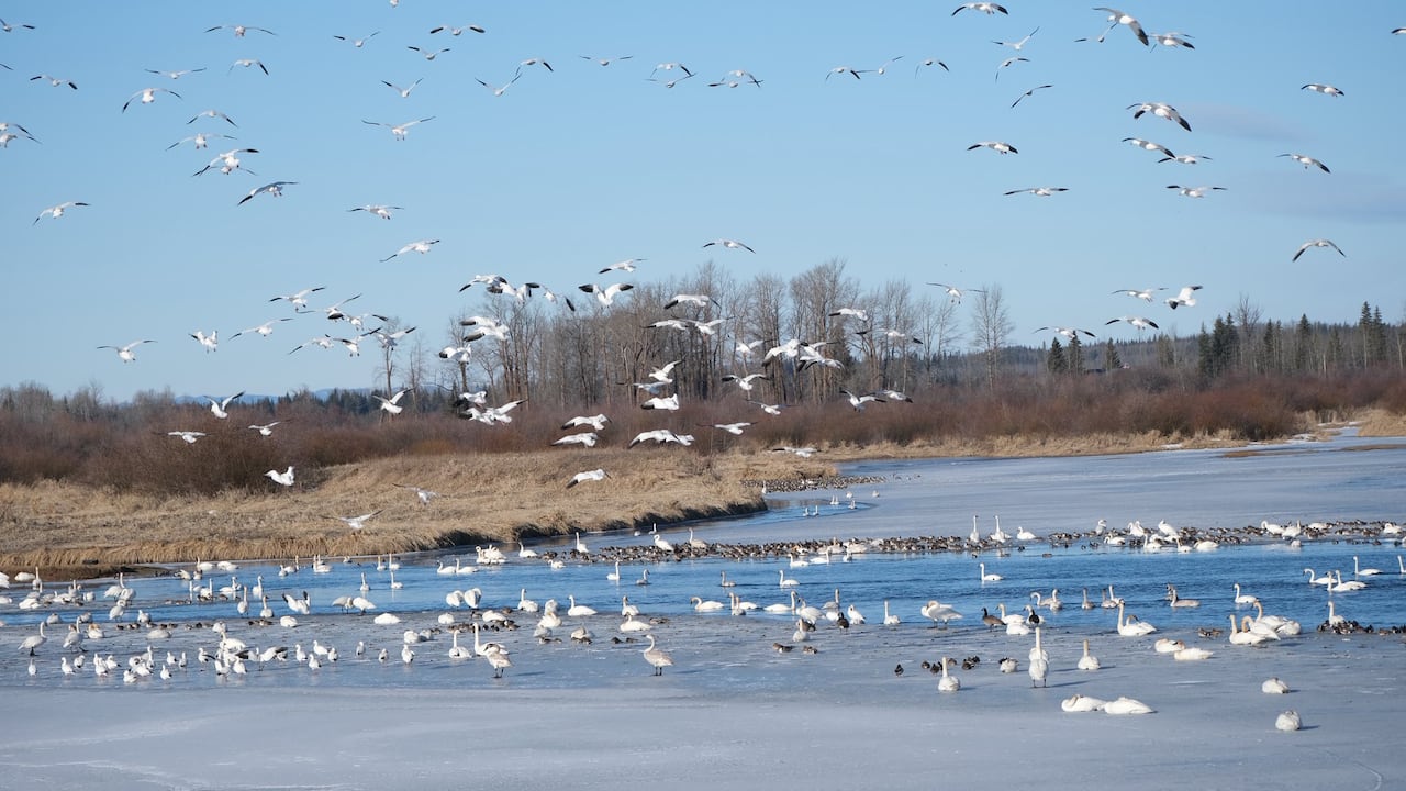 Thousands of birds fly above a river and sit on the water during a sunny spring day