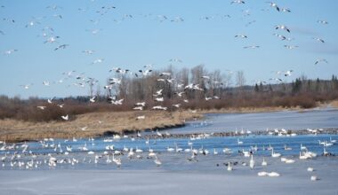 Thousands of swans descend on Vanderhoof, bringing birdwatchers with them