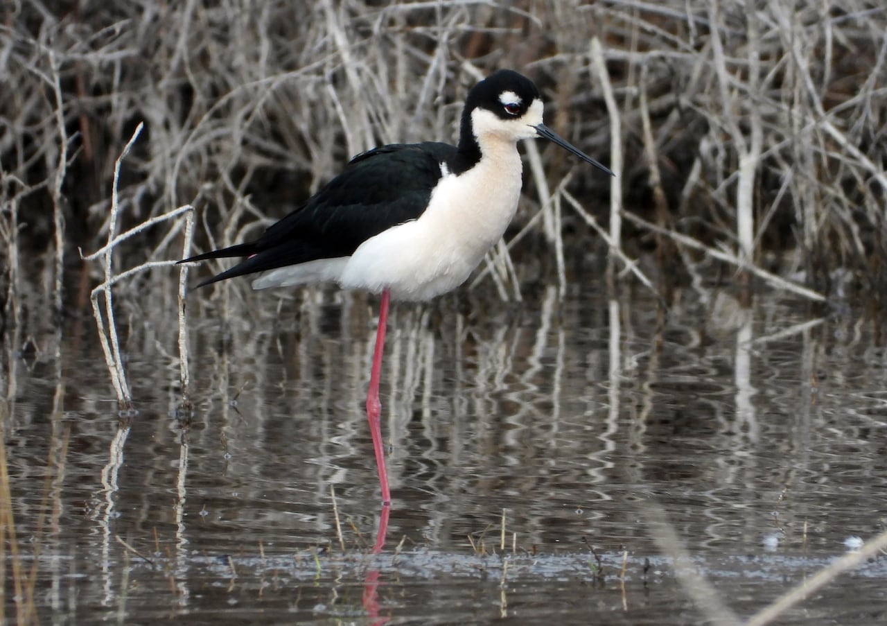 A black and white bird is pictured standing on long legs in a body of water. 