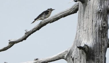 University study finds not many changes to at-risk species in B.C.