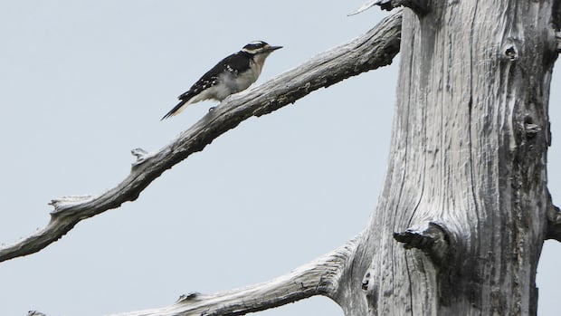 University study finds not many changes to at-risk species in B.C.