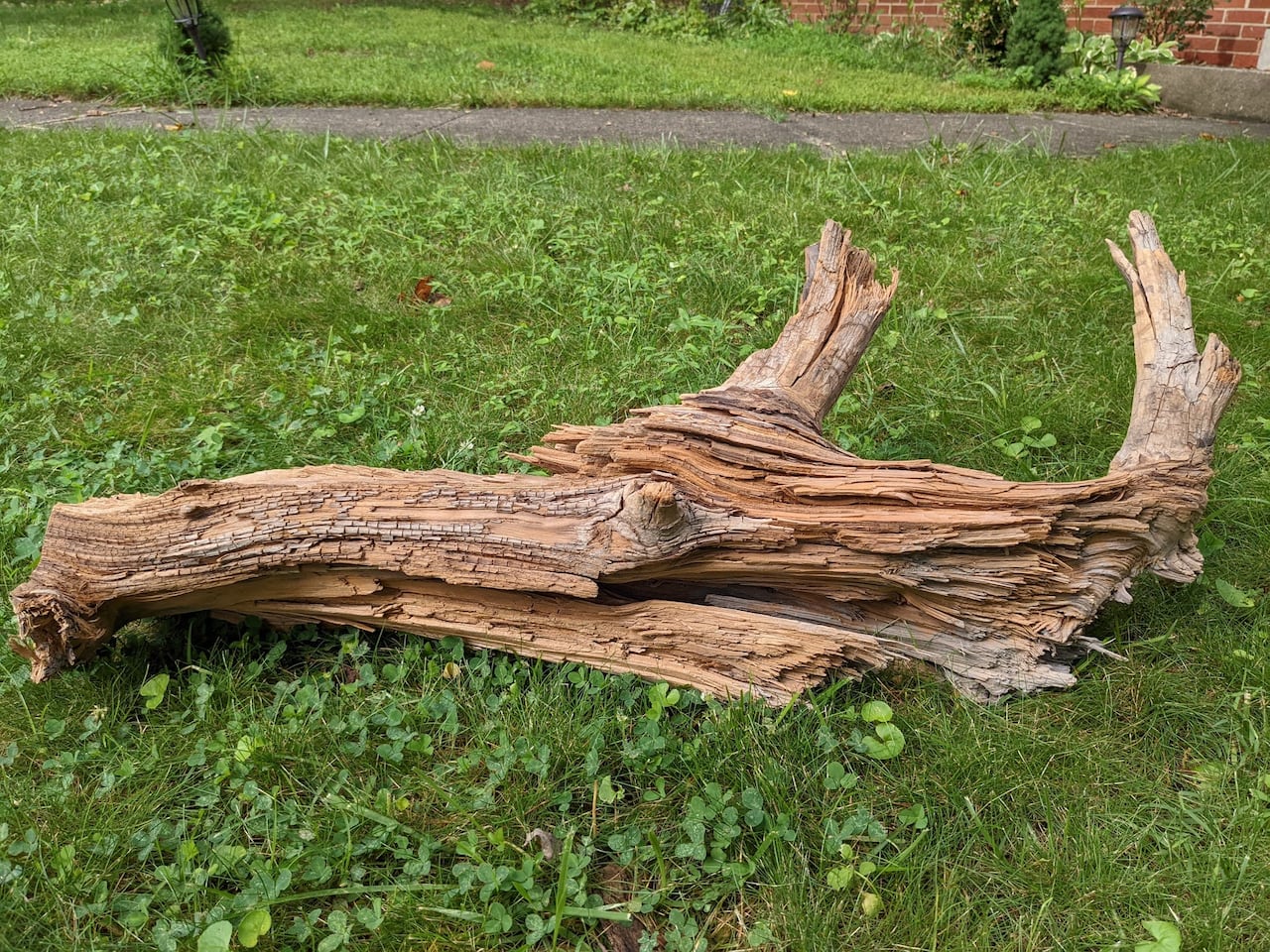 A log on the grass