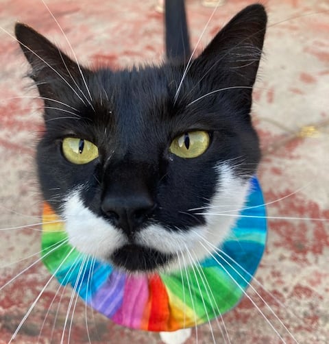 Black cat with rainbow collar