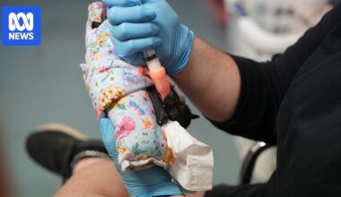 Hundreds of flying fox pups starving to death in wake of ex-Tropical Cyclone Narelle