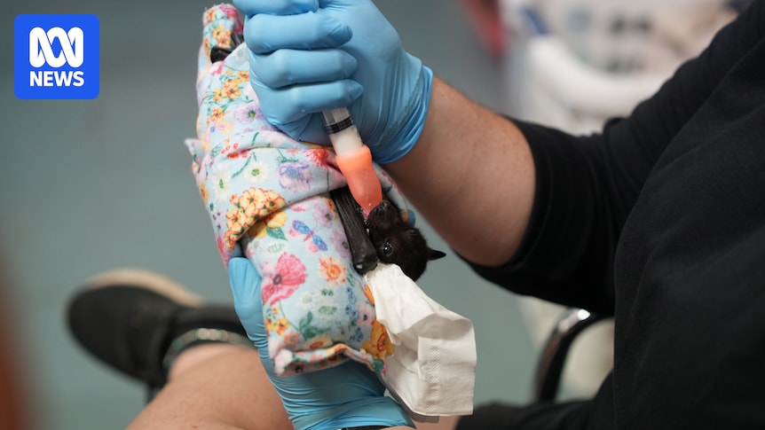Hundreds of flying fox pups starving to death in wake of ex-Tropical Cyclone Narelle
