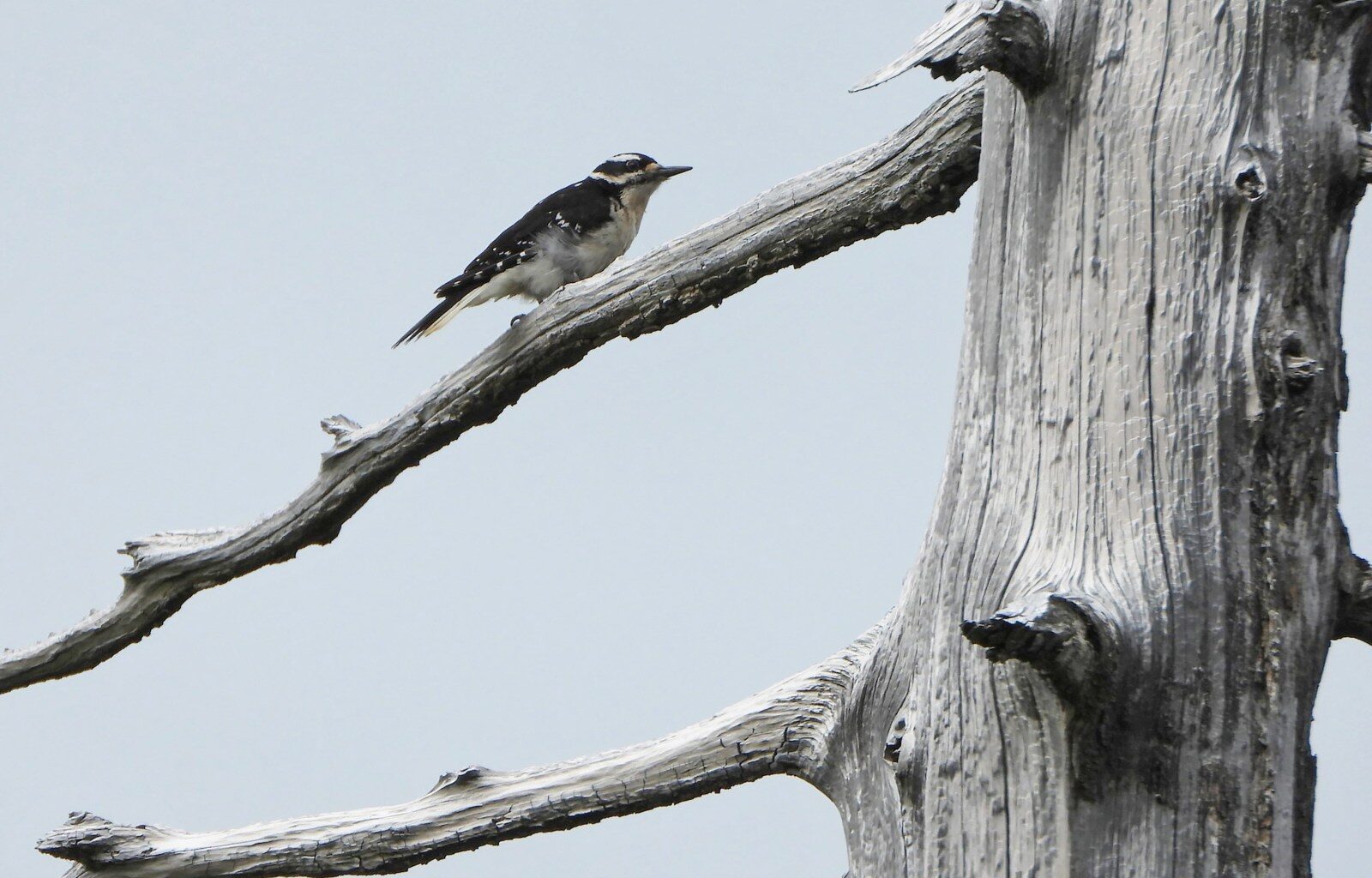 University study finds few improvements to at-risk species in B.C. – Winnipeg Free Press