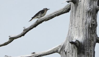University study finds few improvements to at-risk species in B.C. – Winnipeg Free Press