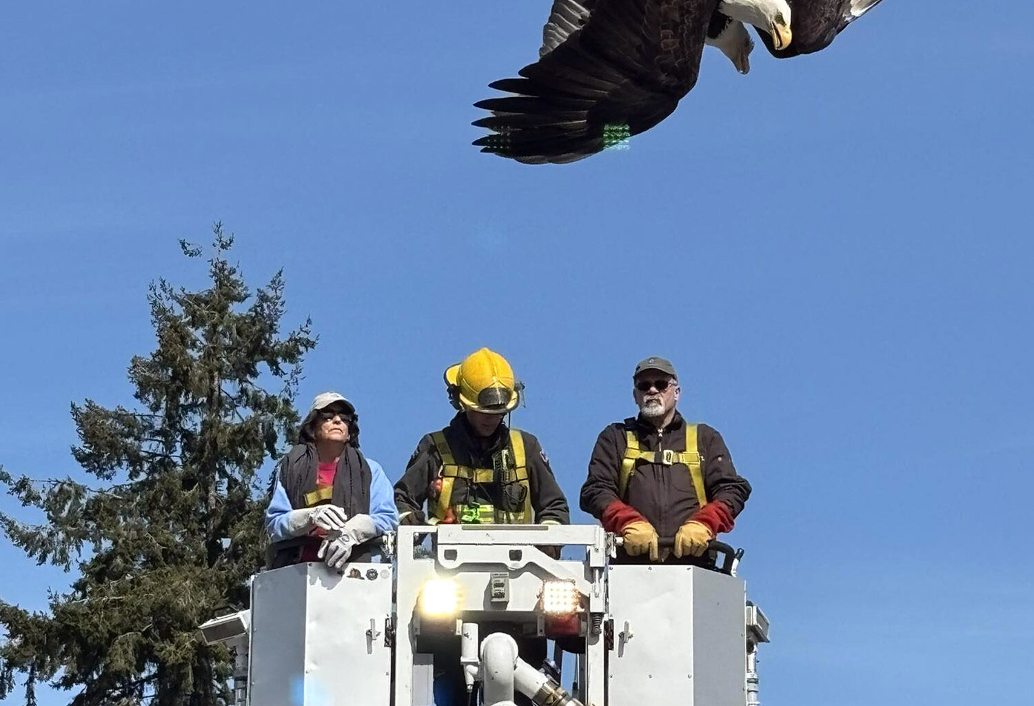 Fighting bald eagles freed from power line in Surrey, B.C. – Winnipeg Free Press