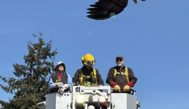 Fighting bald eagles freed from power line in Surrey, B.C. – Winnipeg Free Press