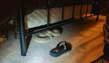 Rattlesnake found in Texas bedroom, police share misleading photo