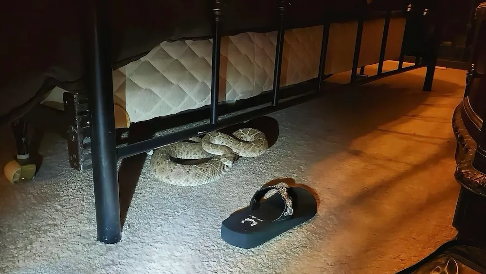 Rattlesnake found in Texas bedroom, police share misleading photo
