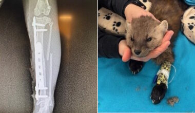 Newfoundland Pine Marten on the IL Back to Frisky Self Thanks to Vets and Volunteers