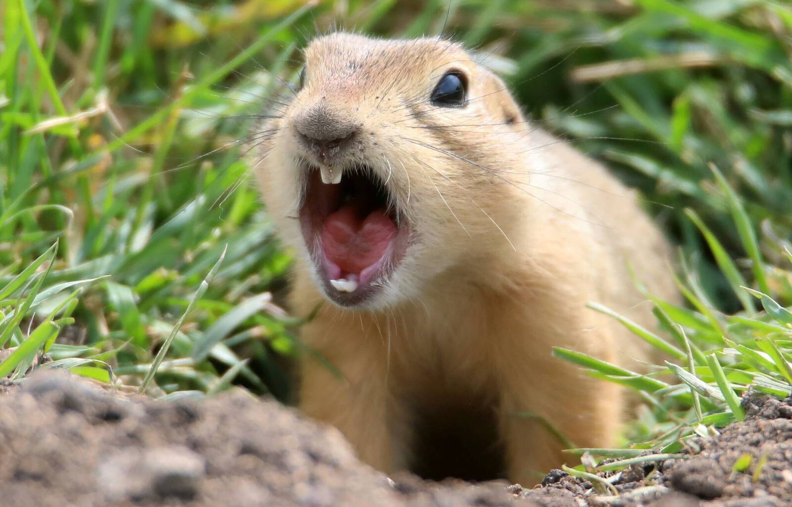 City to start treating ground squirrels in nine parks – Winnipeg Free Press