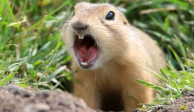 City to start treating ground squirrels in nine parks – Winnipeg Free Press