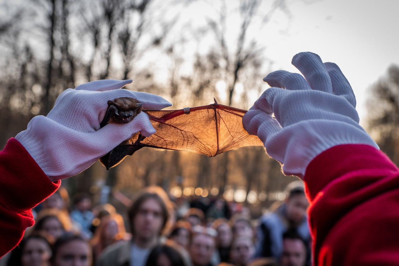 A gloved hand holds up a bat in front of a group of onlookers and stretches out its wing, which is so transparent it glows with the light of the setting sun 